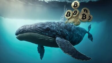 Накопление «китами» биткоинов достигло максимума с 2024 года — Крипто Новости