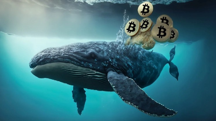Накопление «китами» биткоинов достигло максимума с 2024 года — Крипто Новости