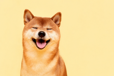 Dogecoin подшутил над &laquo;Человеком-пауком&raquo;: мемкоину нужны еще 11 таких премьер &mdash; Крипто Новости
