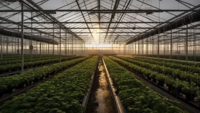 Open Food Chain внедряет блокчейн в цепочки поставок продуктов — Крипто Новости