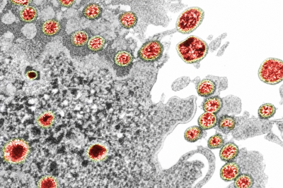 Virus Coruna: владельцы старых iPhone могут потерять криптовалюту &mdash; Крипто Новости